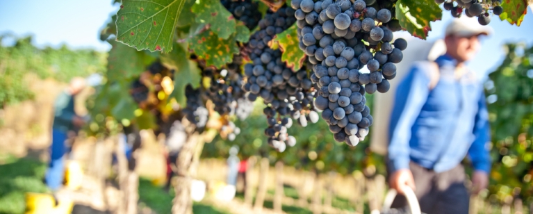 Grape pickers among vines