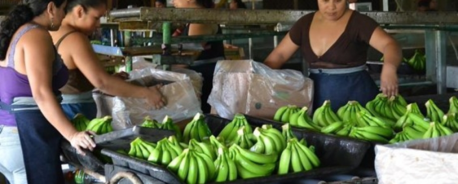 Women workers sort bananas into boxes.