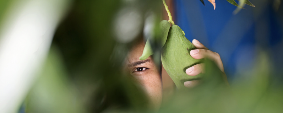 Fruit picker