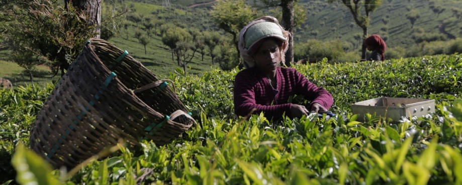 A tea picker working on a Fairtrade certified tea estate in India. © Siddarth Selvaraj / Fairtrade International