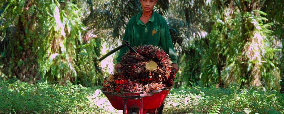 A young palm oil plantation labourer ©ILO-Asrian Mirza