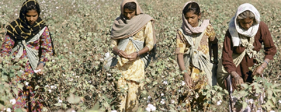 Women harvesting Indian cotton courtesy of the World Bank