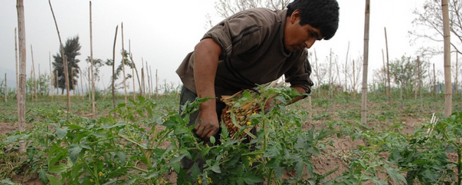 Strawberry farm worker, Argentina.