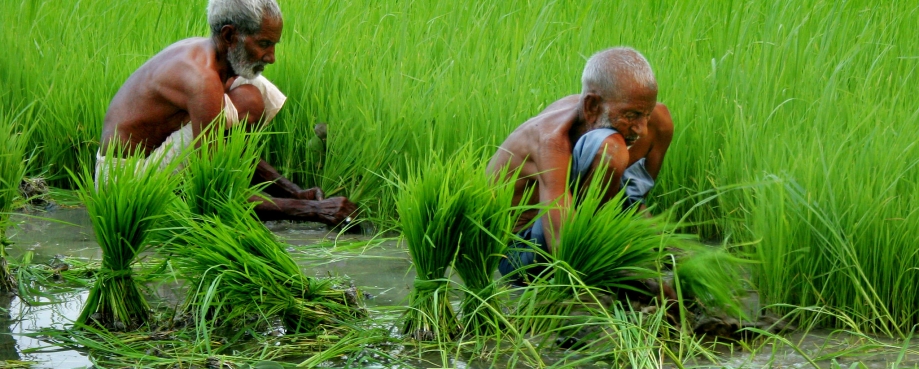 Rice farmers ©ILO-Khalil ur Rehman Waleed