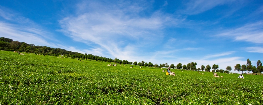 People harvesting tea on a tea plantation. Photo credit: Shutterstock.