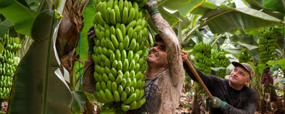 Two workers cutting a bunch of bananas for transport to the warehouse in Tenerife, Canary islands. Photo credit: Shutterstock.