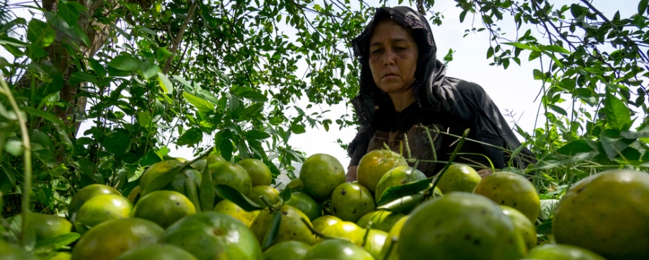 Woman harvesting citrus fruits
