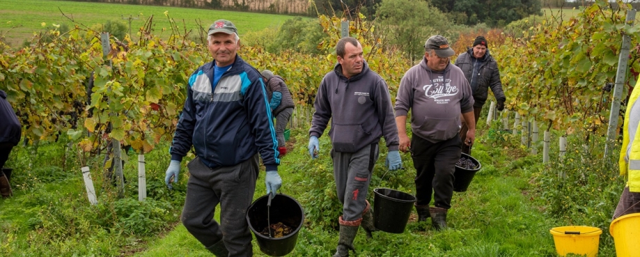 Romanian workers picking Pinot Noir grapes in a vineyard in Hampshire on a damp overcast and cloudy day in late October. Photo credit: Shutterstock.