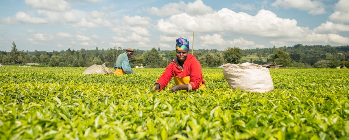 A woman harvests tea leaves at a tea estate in Kericho, Kenya. Photo credit: Shutterstock.