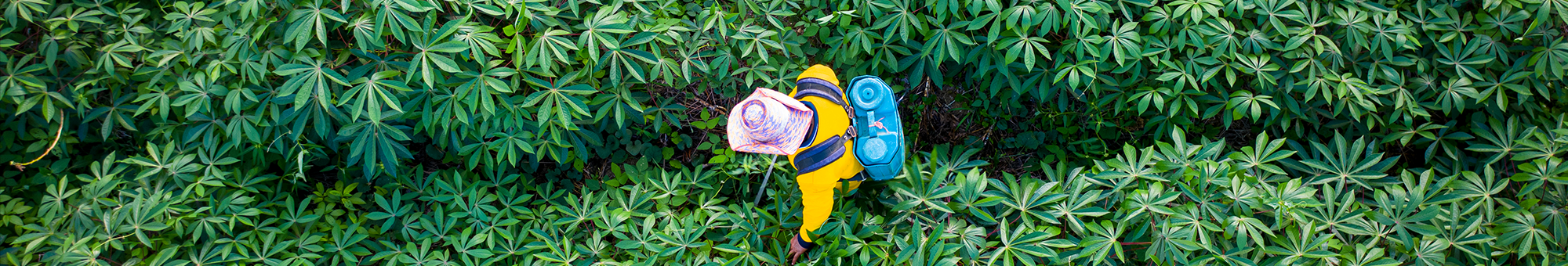 Crop spraying, arial, 2000x340