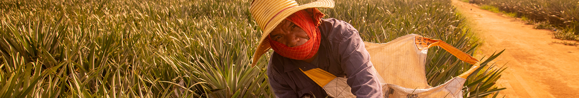 Agricultural worker battling extreme heat at work