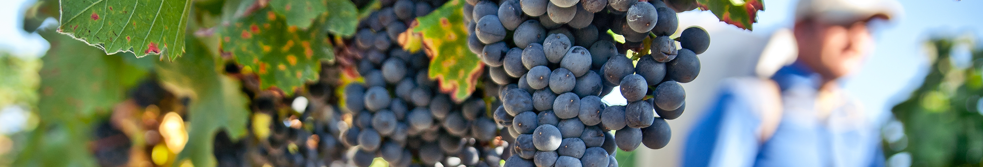 Grapes on the vine, a worker in the background