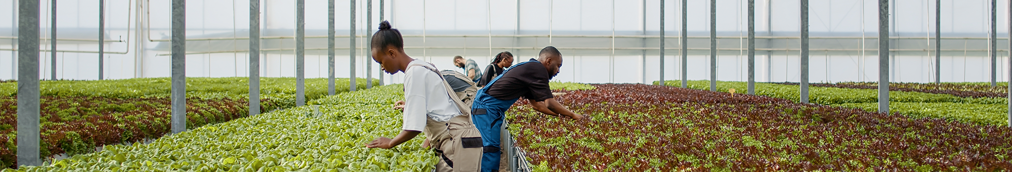 Greenhouse workers, tending fresh produce