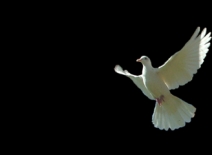 A white dove in flight