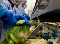 Workers prepare cauliflower for a UK food supplier