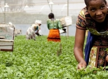 Woman picking fresh produce in a large covered greenhouse, Tanzania