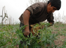 Strawberry farm worker, Argentina.