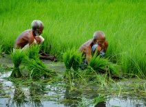 Rice farmers ©ILO-Khalil ur Rehman Waleed