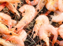 Shrimp in net