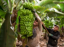 Two workers cutting a bunch of bananas for transport to the warehouse in Tenerife, Canary islands. Photo credit: Shutterstock.