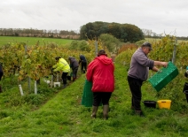Eastern European workers working in UK vineyards